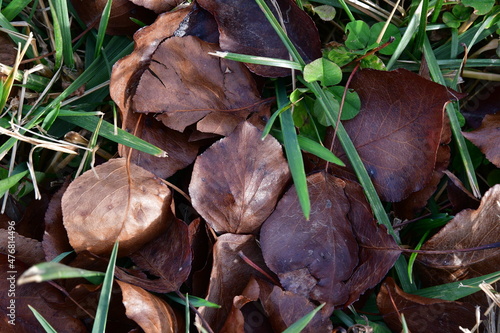 Dry Brown Leaves on the Ground