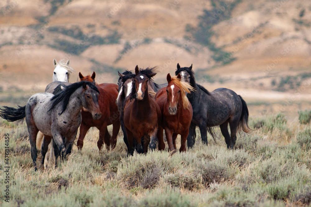 Herd of wild mustang horses in the badlands of Wyoming.