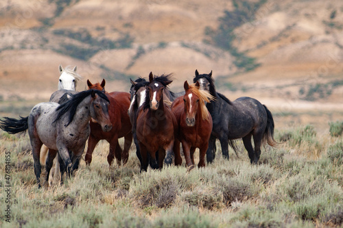 Fototapeta Herd of wild mustang horses in the badlands of Wyoming.