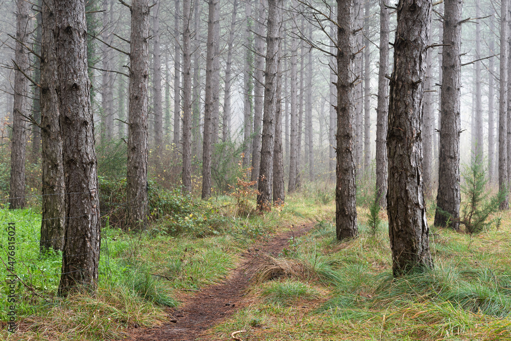 Fototapeta premium Path in pine forest with fog