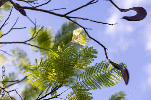 Branch of tropical leaves on a blue sky background.
