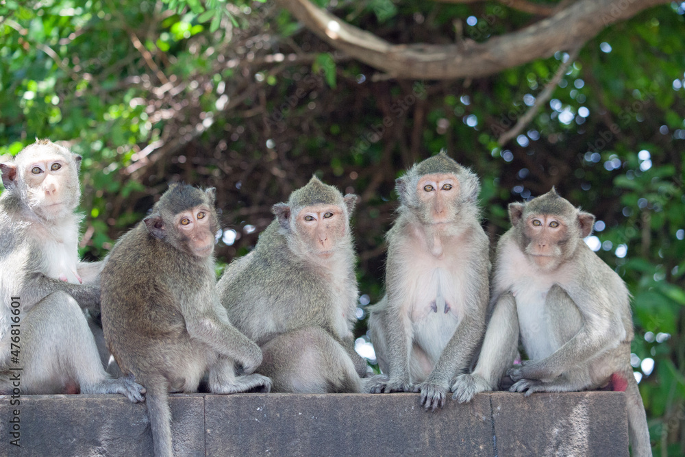 Naklejka premium 可愛いサル