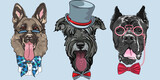 Set of hipster dog German shepherd, Schnauzer and Cane Corso breed in hat, glasses and bow tie