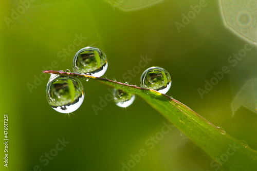 Fresh green grass with dew drops closeup. Nature Background