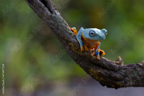 Australian Green Tree Frog on natural background