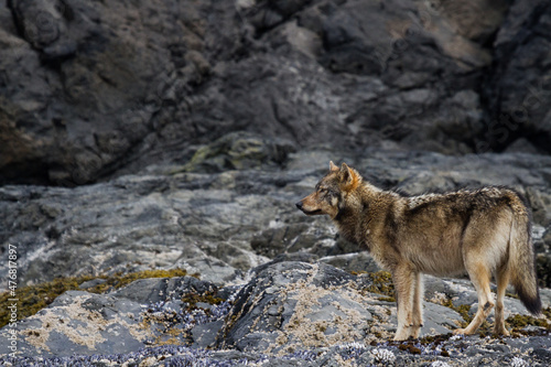 Lone Coastal Wolf  B.C. Canada.