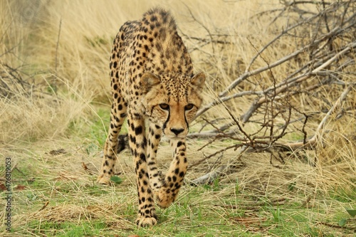 One adult cheetah walking towards the camera