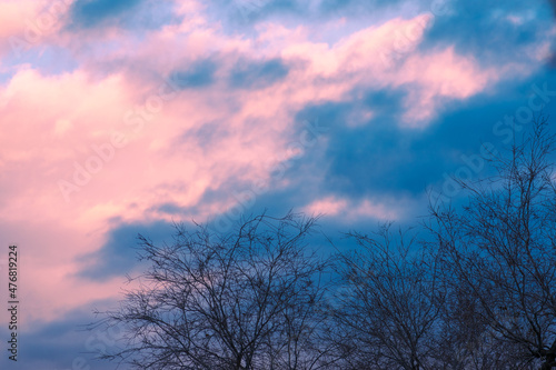 trees against a pink sky