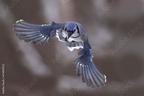 Valokuvatapetti Blue Jays midair combat around birdfeeder being territorial around food on a win
