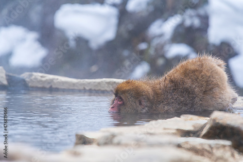 Photography monkey in onzen, Monkey onsen in a natural hot spring, located in Snow Monkey, Nagono Japan