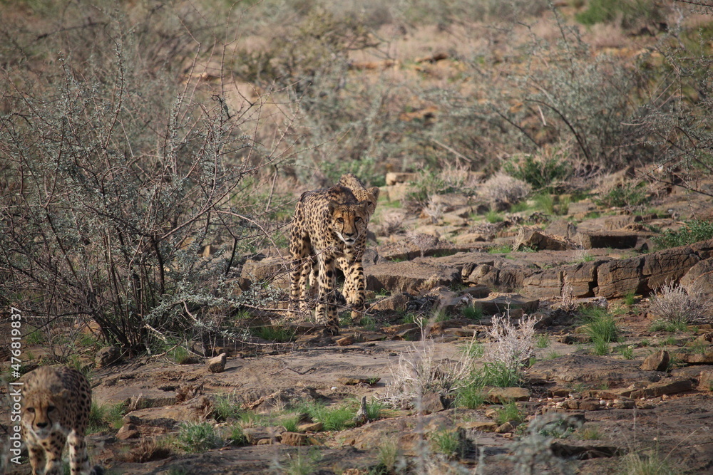 A coalition of cheetahs walks towards the camera through a rocky and bushy terrain A coalition of cheetahs walks towards the camera through a rocky and bushy terrain