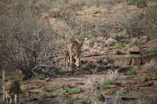 A coalition of cheetahs walks towards the camera through a rocky and bushy terrain