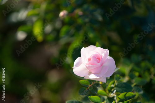 Wallpaper Mural バラ園4 Torontodigital.ca