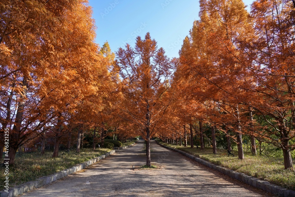 Naklejka premium 青空バックに光を浴びて輝くメタセコイヤ並木の黄葉＠神戸、兵庫