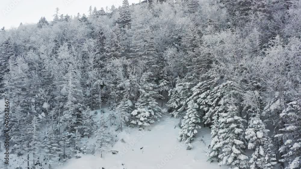 Winter Forest Nature Snow and frost covered conifers Alpine landscape Winter Forest Nature Snow and frost covered conifers Alpine landscape