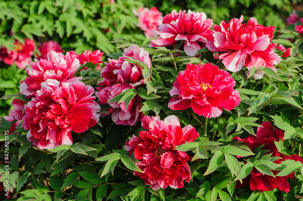 Peony in full bloom in the city park Peony in full bloom in the city park