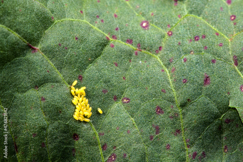 Photos Eggs and larvae inhabit wild plants