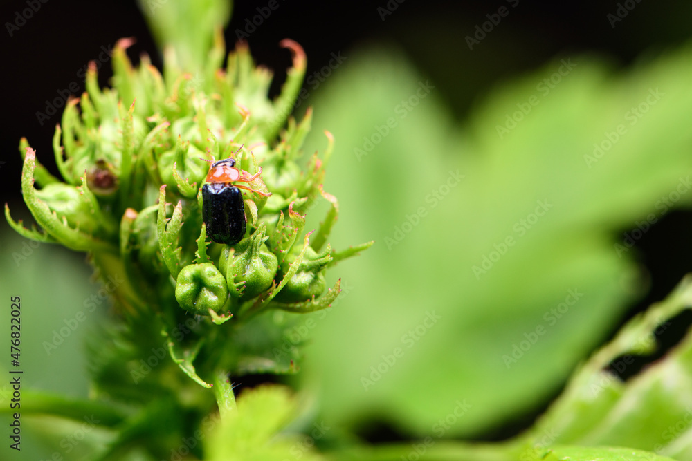 An insect that lives on wild plants -- a leaf beetle An insect that lives on wild plants -- a leaf beetle