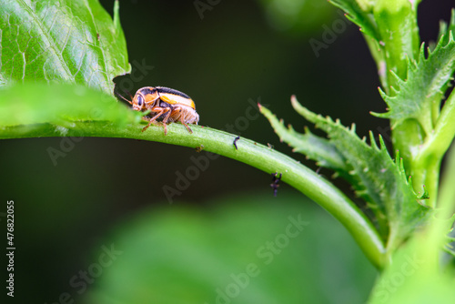 An insect that lives on wild plants -- a leaf beetle