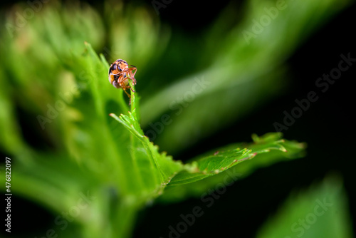 An insect that lives on wild plants -- a leaf beetle