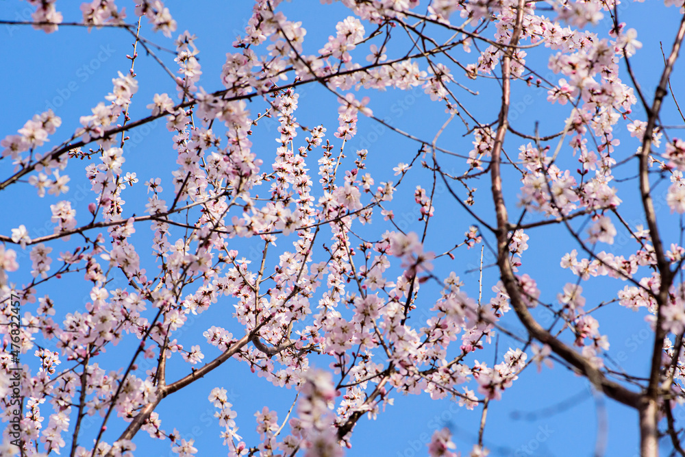 In spring, against a blue sky. A view of the city park in full bloom In spring, against a blue sky. A view of the city park in full bloom