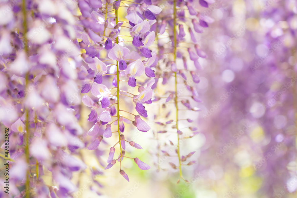 Obraz premium flowers in spring