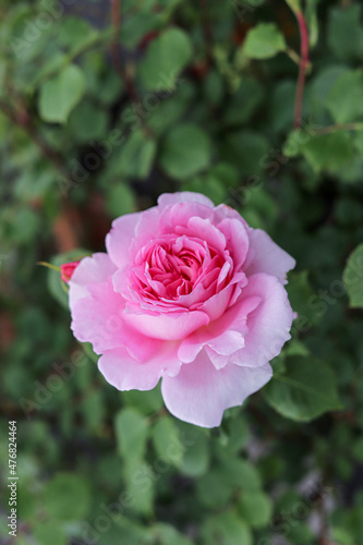 Pink roses blooming in the rose garden