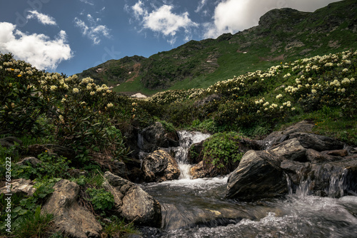 mountain stream among white flowering rhododendron in Arkhyz