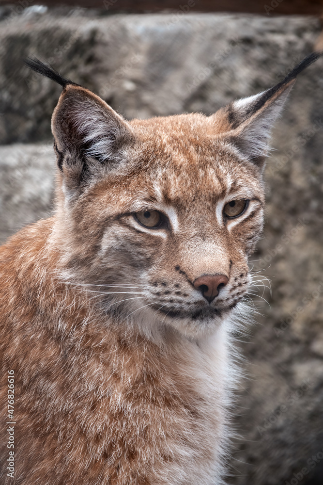 Portrait of The Eurasian lynx close-up, lat. Lynx lynx Portrait of The Eurasian lynx close-up, lat. Lynx lynx