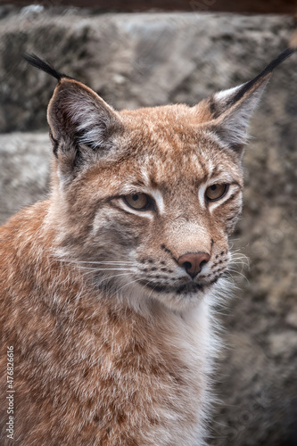 Portrait of The Eurasian lynx close-up, lat. Lynx lynx