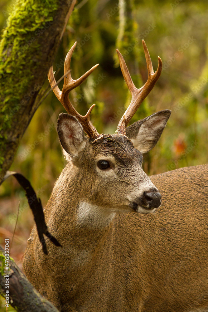 Obraz premium Oregon blacktail buck in heavy woods