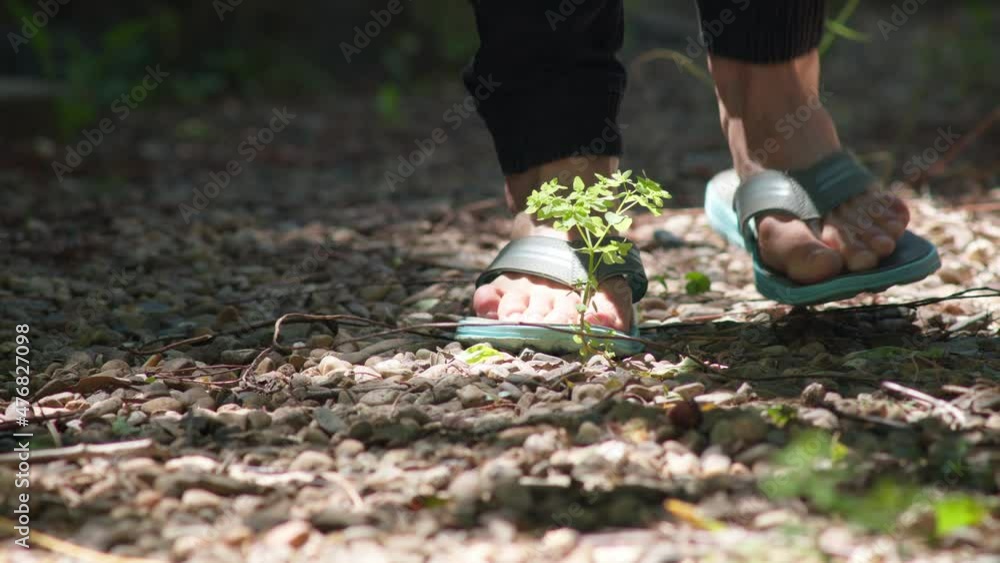 Low angle shot of feet walking towards a small green plant growing out of rocky ground. Outdoor rocky garden setting filmed during the day in natural sunlight. Low angle shot of feet walking towards a small green plant growing out of rocky ground. Outdoor rocky garden setting filmed during the day in natural sunlight.