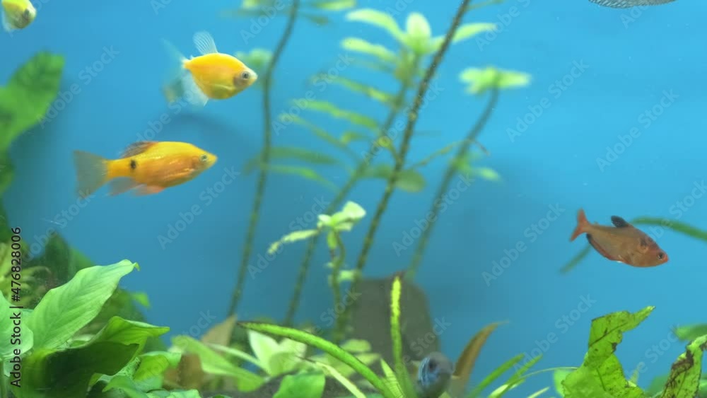 Colorful exotic fish swimming in deep blue water aquarium with green tropical plants Colorful exotic fish swimming in deep blue water aquarium with green tropical plants