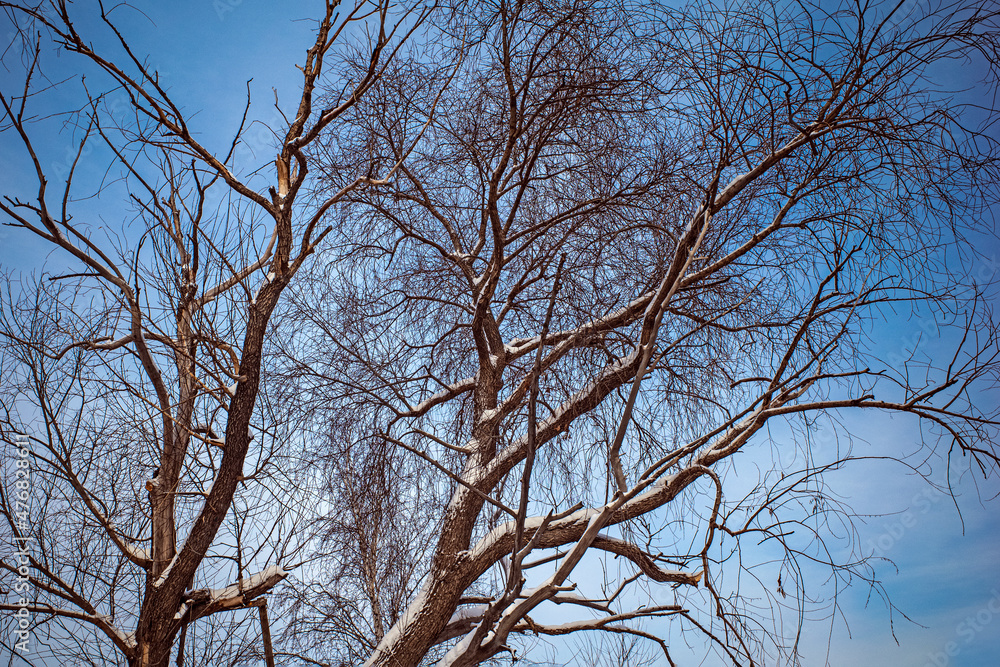 An old tree without leaves on a blue sky background on a winter day An old tree without leaves on a blue sky background on a winter day