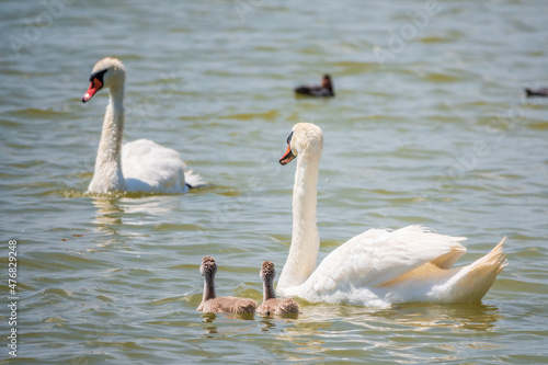 A pair of mute swans, Cygnus olor, swimming on a lake with its new born baby cygnets. Mute swan protects its small offspring. Gray, fluffy new born baby cygnets.