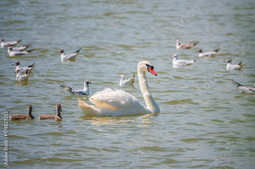 A female mute swan  Cygnus olor  swimming on a lake with its new born baby cygnets. Mute swan protects its small offspring. Gray  fluffy new born baby cygnets.