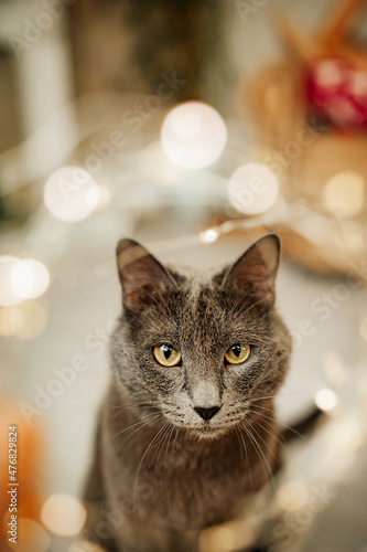 gray cat of the Russian blue breed near the Christmas tree is funny. Pets. A festive cat. Garlands and cats. Pests of Christmas trees. Selective focus