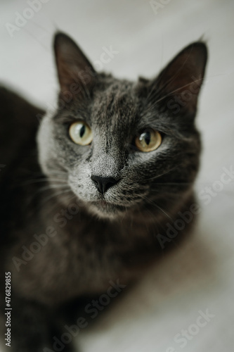face of a gray shorthair cat of the Russian blue breed. vertical, selective focus, depth of field