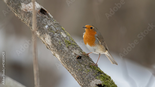 bird, robin, natur, wild lebende tiere, tier, wild, ast, bird, rot, garden, schnabel © Oliver