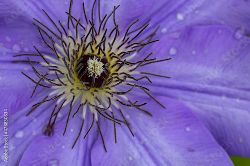  Macro shot of Clematis plant during the bloom process  spring season. 