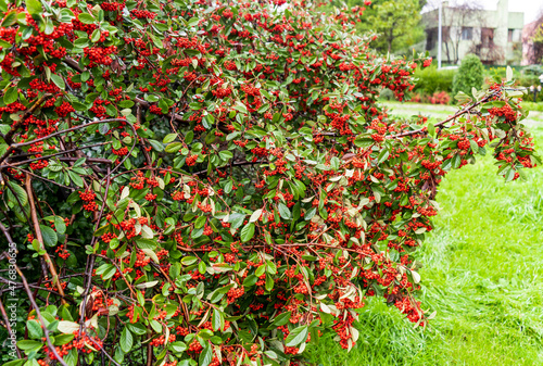 Silver Buffaloberry red berries in closeup. Red berry slightly dried on the bush in the garden. Psychedelic. Silver buffaloberry, Shepherdia argentea. Cowberry berries surrounded by bushes photo