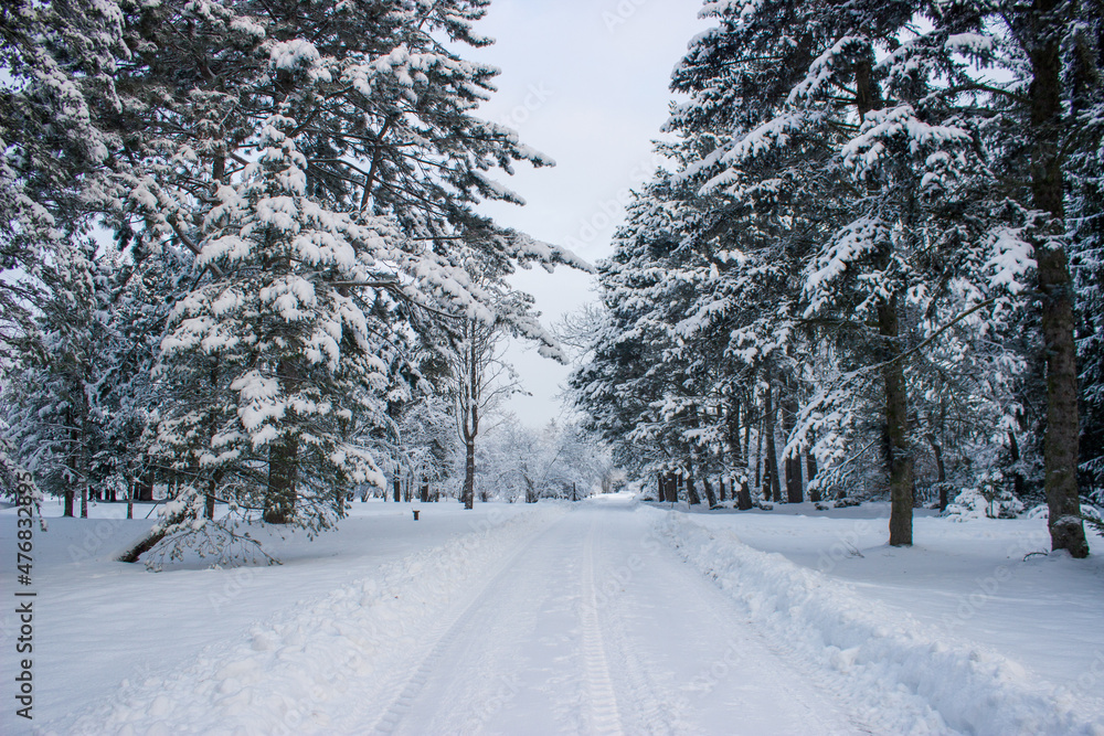Fototapeta premium winter road in the forest