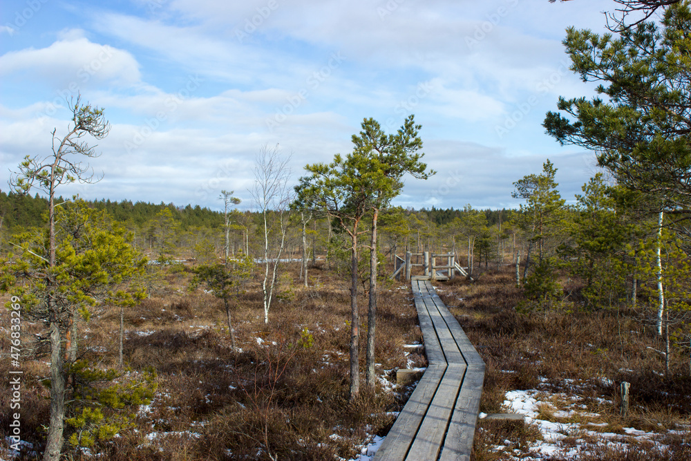 path in the forest path in the forest