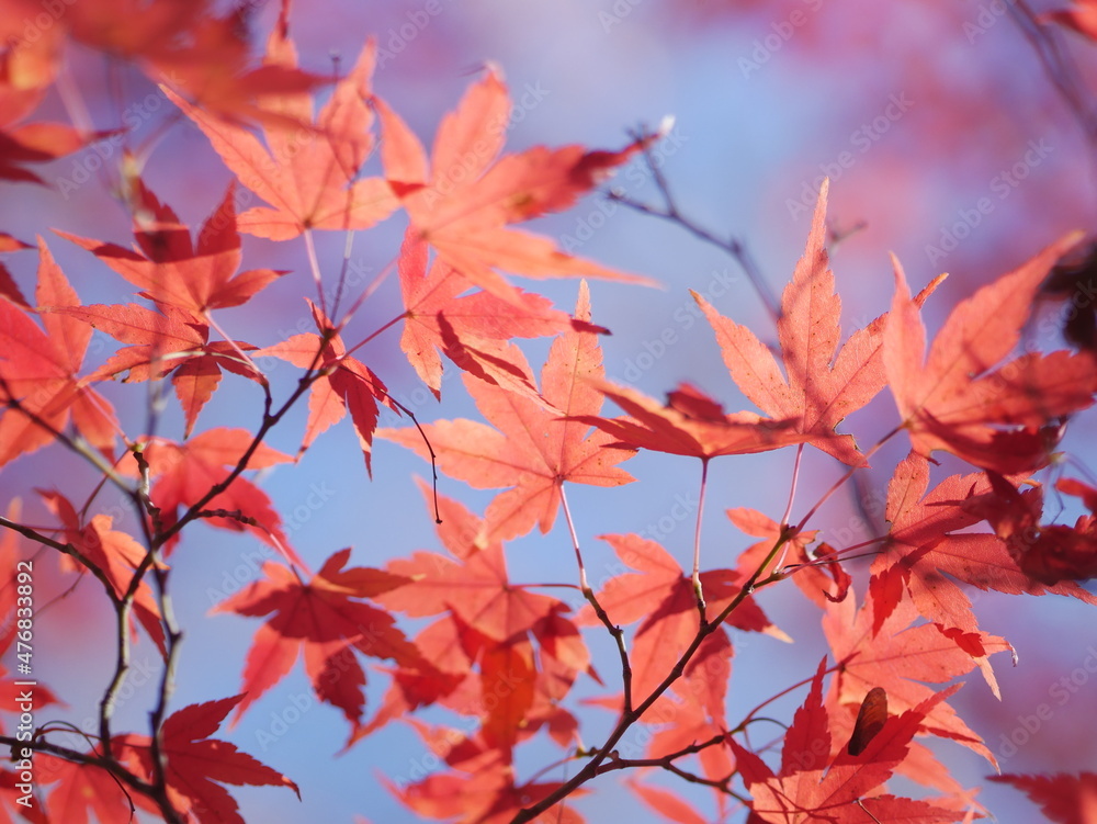 red autumn leaves red autumn leaves