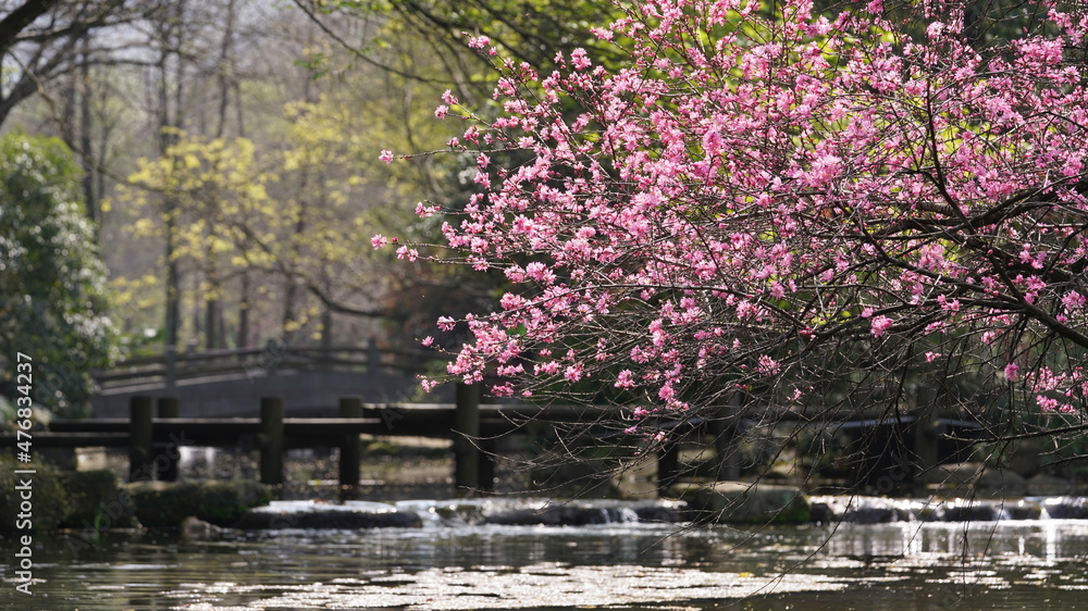 Naklejka premium The beautiful cherry flowers blooming in the park in China in spring