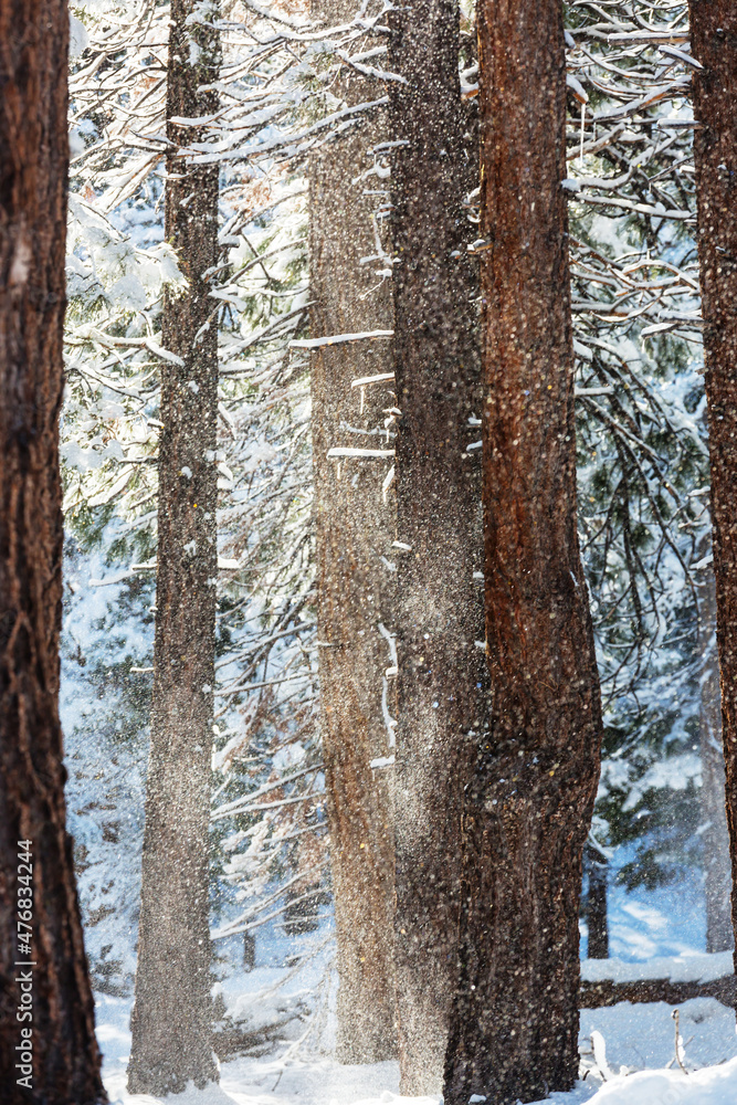 Winter forest Winter forest