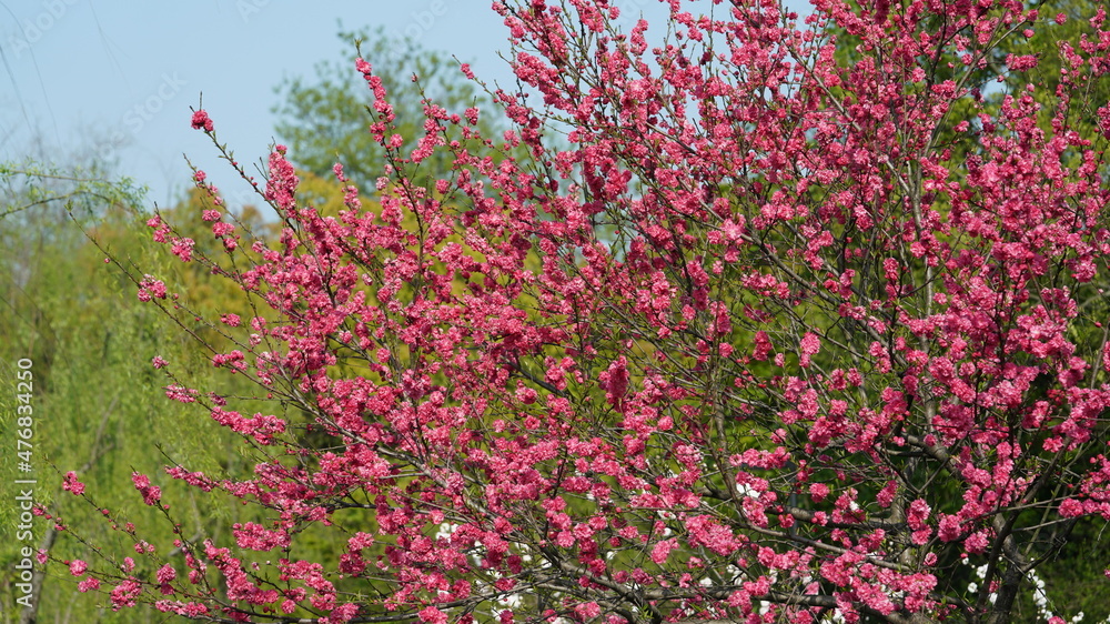 The beautiful cherry flowers blooming in the park in China in spring