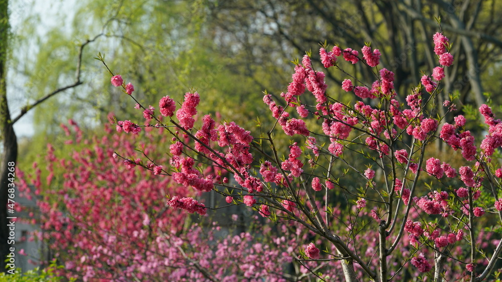 The beautiful cherry flowers blooming in the park in China in spring The beautiful cherry flowers blooming in the park in China in spring