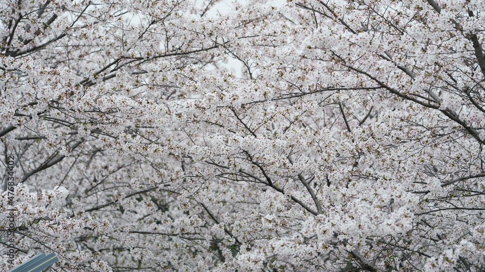 The beautiful cherry flowers blooming in the park in China in spring The beautiful cherry flowers blooming in the park in China in spring