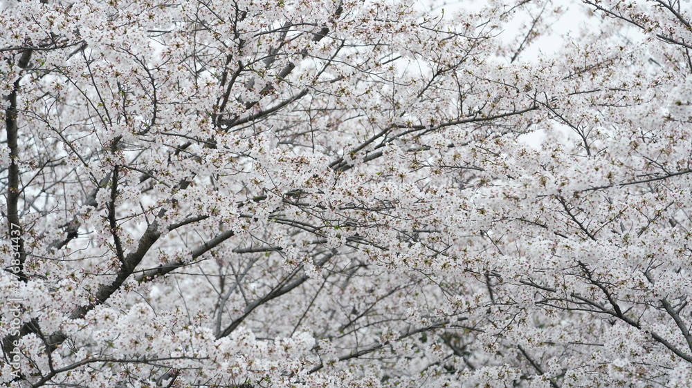 The beautiful cherry flowers blooming in the park in China in spring The beautiful cherry flowers blooming in the park in China in spring
